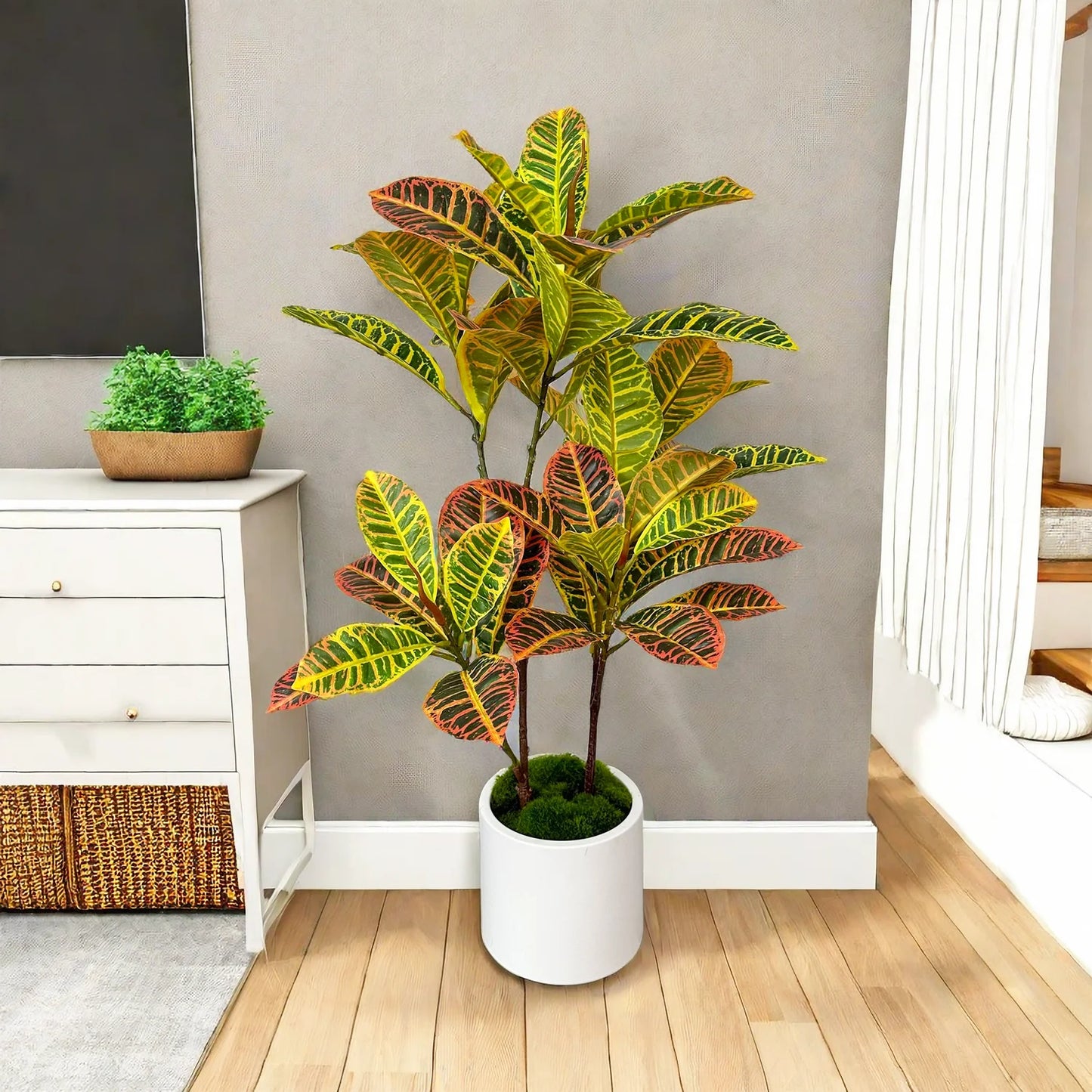 Plant for Home Decor