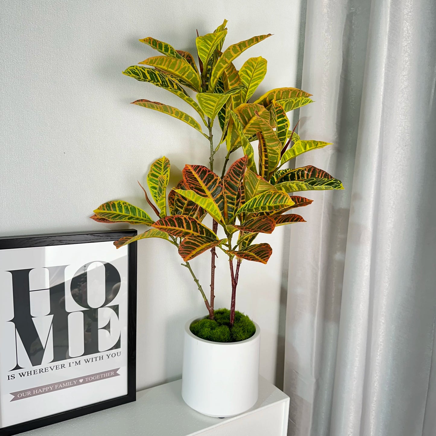 Plant for Home Decor